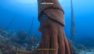 Cameroceras (Cuerno de Cámara) es un género extinto de cefalópodos nautiloideos de la superfamilia Endoceratoidea que vivió durante el Ordovícico. Basándose en un ejemplar fósil incompleto, se ha estimado que la concha de un Cameroceras pudo alcanzar los seis metros de largo,​ aunque en una estimación anterior se le habían llegado a suponer cerca de nueve y pesar 400kg. Fue uno de los mayores animales que vivieron durante la Era Paleozoica, si no el mayor. Al juzgar por su gran tamaño, debió hab