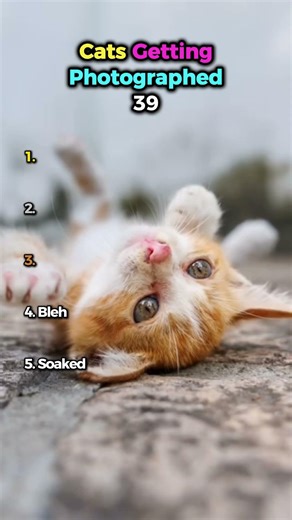 These Cat Faces Are Absolutely Unreal 😹(Cats Getting Photographed 39) #catvideos #shorts