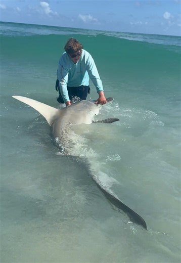 #CapCut We used this stingray as bait and caught a Giant Hammerhead Shark off the Beach! @SHARKS_R_US #landbasedsharkfishing #sharks #fishing #sharkfishing