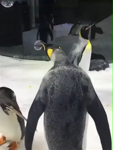 Penguins 🐧 and Bubbles⚪️#foryoupage #cutebaby #fluffy #viral #penguin | penguins