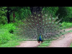 Most Amazing and Beautiful Peacock In the World