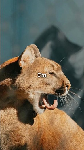 This Big Cat Can Jump 6 Meters High?! 😱 | Shocking Puma Facts #wildlife #bigcats #shorts