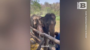 21K views · 368 reactions | As Thailand commemorated its National Elephant Day on Wednesday, the country's sanctuaries overflowed with festivities. Elephants at the Thai Elephant Conservation Center in Lampang were treated to a spectacular display: a towering pyramid of food. | Breitbart | Facebook
