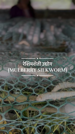 कृषिकन्या🍃 on Instagram: "This video showcase two important stages of sericulture — the late age feeding stage and the mounting stage where cocoons are formed. . . #rawe2025 #krushikanya #donde #momentsoflife #villagediaries #agriculture #farmlife #agrilife #fieldvisit #agristudent #BScAgri #RuralWalk #VillageExploration #sericulture #silkworm #reshimsheti"