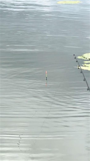 #Float #fishing for F1's with paste and 1.5g float!🎉 🎣