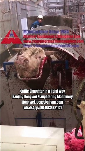 Cattle slaughter in a halal way with rotary slaughtering box high tech modern cow abattoir equipment