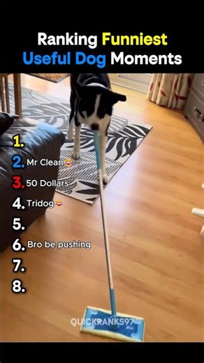 Ranking the Funniest Useful Dog Moments😂