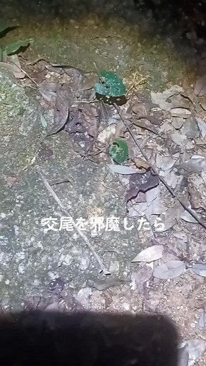 Discover the Camouflaged Frog in Forest Litter