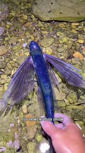 At first glance it looks like a bird, but it's actually a fish. #shorts #windreview