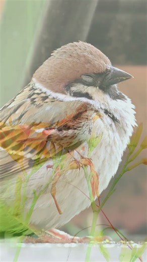 The Secret Life of Sparrows 😱🐦#wildlifeshorts #didyouknow