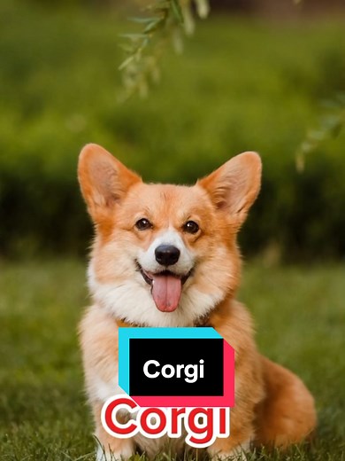 4 Reasons to Bring a Corgi Into Your Life