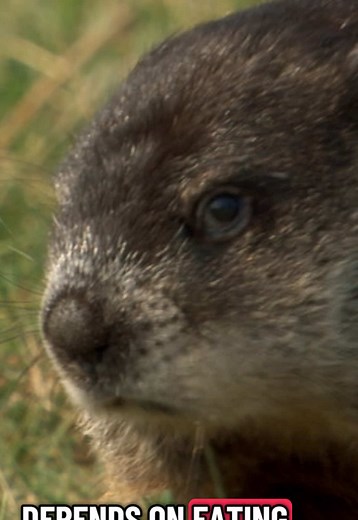 Understanding Groundhogs: Nature's Hibernate Experts