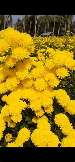 Chrysanthemum Flower Field at Denkanikottai Tamil Nadu