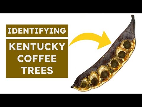 Identifying Kentucky Coffee Trees - The Ultimate Guide