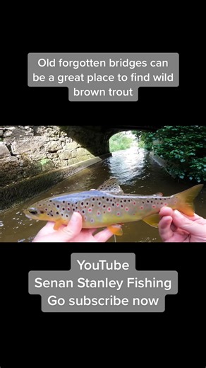 Fishing for Trout Under Bridges