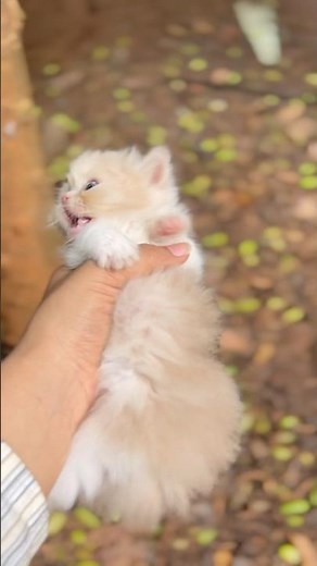 Tiny Persian Kitten🐈🎀| Cute Satisfying Cat Video
