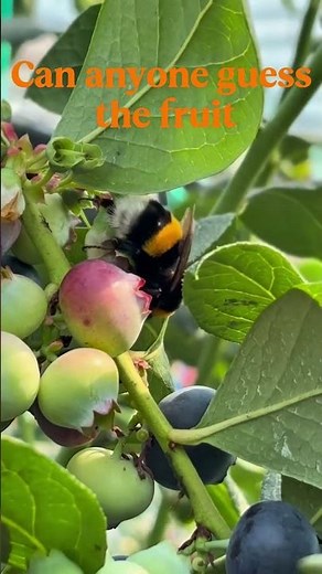 Can you identify this fruit tree? 🌸 | A Bumblebee’s Favorite Blossom