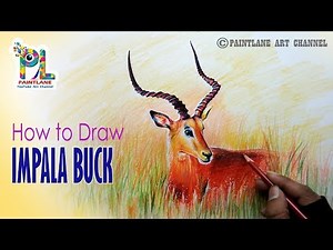 How to Draw A Wild Animal Impala Buck For Beginners | Step by Step