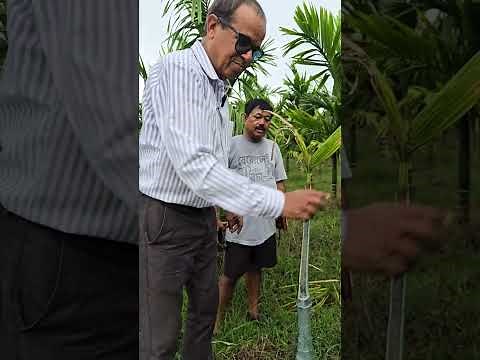 Bud rot is often a fatal disease in arecanut. How to treat ?