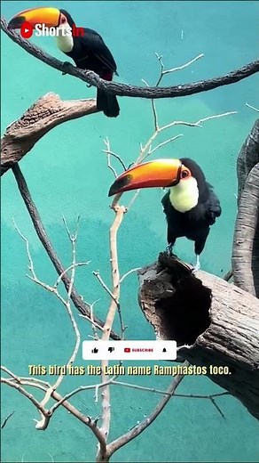 #Shorts Toco toucan bird catching food is aided by a toucan's long tongue