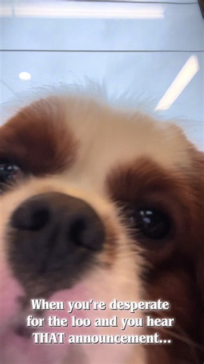 When you’re desperate for the Loo and you hear THAT accouncement 🙄 #meme #viral #dogs #trend #citytaillondon