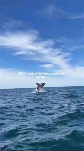 Manuel Garcia Leyenda on Instagram: "Todo esto solo en Península Valdés, Patagonia Argentina 🇦🇷"