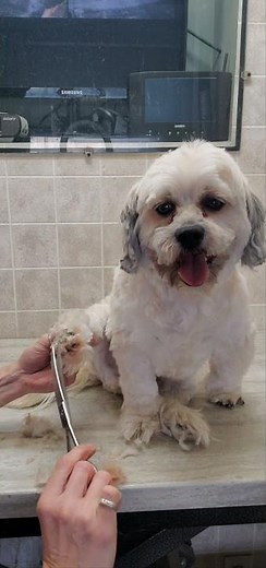 Havanese paw trim with scissors demo, dog grooming, no restraints
