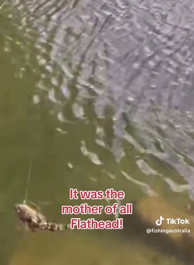 #Fishing #News just in : the #Biggest #Flatty #Ever has just been caught on Film! #FishingAustralia #BiggestFlathead #FYP