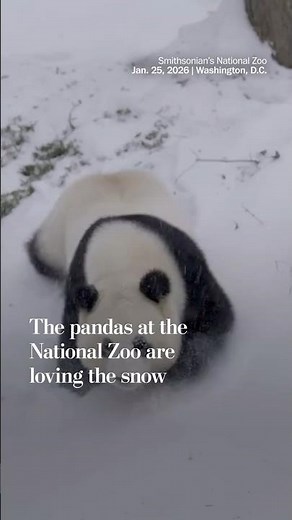 The pandas at the National Zoo are loving the snow