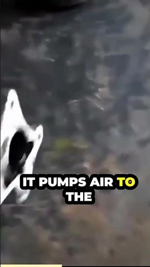 Car Vacuum Pumps - car vacuum brake booster/servo #mechanic #braket #servo #booster #mecanica