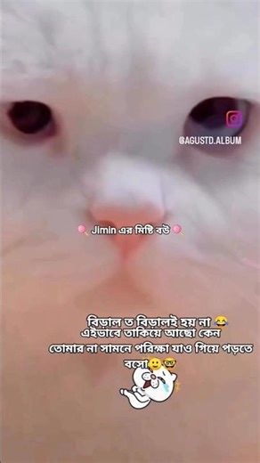 বিড়াল ত বিড়ালই হয় না 😂#bts #btsarmy #shortvideo2025 #suga #minyoongi#funnyvideo