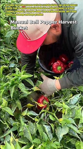 Fresh Bell Pepper Harvest #USAFarming #PepperHarvest #FarmWork