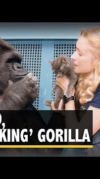 Remembering Koko, the ‘Talking’ Gorilla Who Was DiCaprio’s Friend