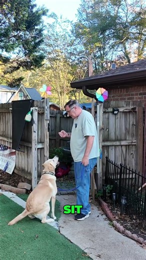 Calm Dog Training: How To Relax Your Hyper Pup #shorts