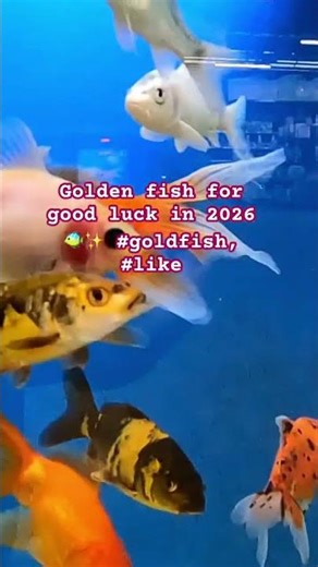 Golden fish for good luck in 2026 🐠✨ #goldfish, #like #subscribe #comment