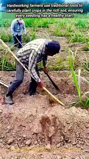 Traditional Farming Techniques for Planting Healthy Crops in Fields