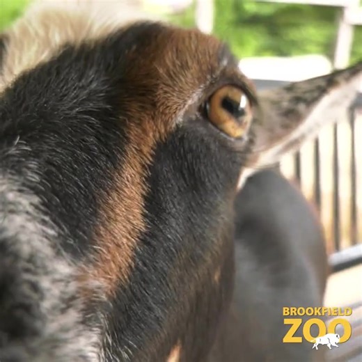 You've goat to be kidding - today is #WorldGoatDay! 🐐 Nigerian dwarf goats are small goats with short, straight hair. The average adult goat weighs in around 40 to 60 pounds. Stop into the goat yard at Hamill Family Wild Encounters and you can come face to face with our herd and maybe even take a #goatselfie! #Goats #Goat #NigerianDwarfGoats #GoatSquad | Brookfield Zoo Chicago