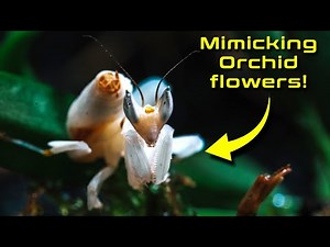 Building exotic planted terrarium for ORCHID MANTIS featuring NEW SKYLIGHT PR2.Q LED LAMP