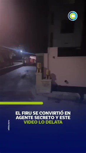 En la grabación se observa al can en una posición de alerta fija durante la noche, despertando bromas entre los usuarios que compararon su porte con el de un perro de inteligencia. Vía @adkka.kuru