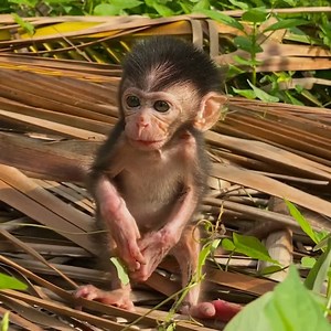 Don't go...Don't abandon me alone!!! Poor baby monkey sit cry sound by low power, Baby very weakness and tired, Poor baby got abandon alone in forest | Vlog Monkey