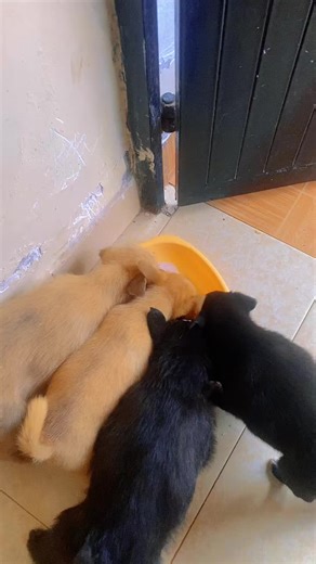 Discover the Humor Behind Muyu the Satble Genius