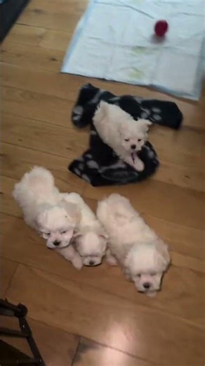 AKC Maltese Puppies for Sale: 💰 Our Maltese Price Range: $1,500 - $2,000