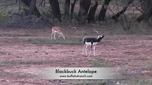 The majestic Blackbuck Antelope. Originally from the plains of India, these beautiful little antelope make an impressive mount. Especially if they are big "4 turners" like this one on the west Texas Buffalo 4 Ranch. #texashunting #exotichunting #safariclubinternational | Buffalo 4 Ranch