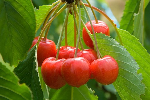 Cerisier : comment le planter et l'entretenir ?