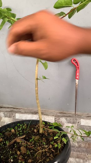 2.5K views · 126 reactions | On the rock program #bonsai #garden #tutorial | Pax Dar | Facebook