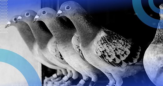 The Pigeonhole Principle Explained | Built In