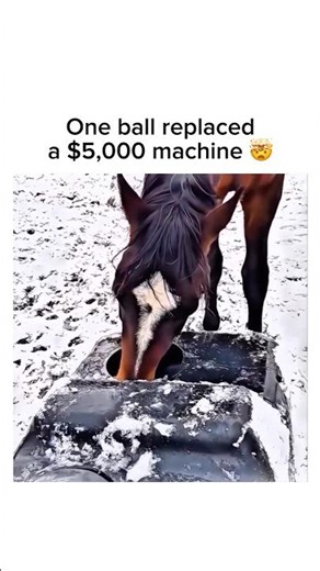 This horse is smarter than most engineers 😭