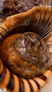 🐚 GIANT TRUMPET CONCH SASHIMI IN OKINAWA! Fresh from the sea and sliced on the spot, this giant trumpet conch is sweet, chewy, and seriously rare — a sashimi experience you won’t forget! Is this a must-try delicacy or too wild for your plate? #JapaneseStreetFood #Okinawa #Seafood #TrumpetConch #Sashimi | Travel Thirsty