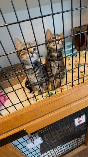 Missy Elliott & Doja Cat are ready for their forever homes! 💕 | Friends Forever Animal Rescue