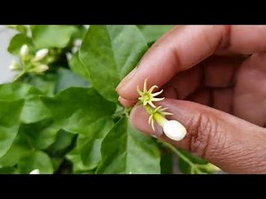 Jasmine Plant Complete Guide! Growing Jasmine How To Grow Jasmine Plants In Containers!